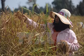 Thailand aims to export 10 million tonnes of rice in 2017