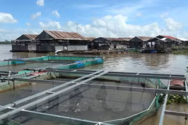 Thua Thien – Hue’s farmed fish, seafood output surges