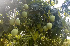 Vietnam’s northern province to export mangoes to Australia 