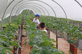 Can Tho, India seek partnership in agriculture, training