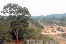 Bac Giang: Ancient tree receives national heritage status