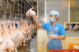 VN seeks to boost livestock product exports