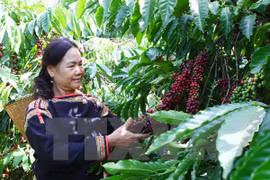 Central Highlands poor localities benefit from Government programme