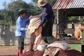 Dak Lak strives to gain global recognition for “Buon Ma Thuot Coffee”