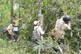 Vietnam collects nearly 1.1 trillion VND in forest environment fees