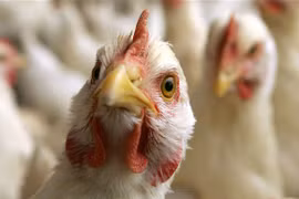 Vietnam on high alert of avian influenza virus intrusion