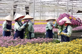 Lam Dong has more high-tech flower, vegetable growing project