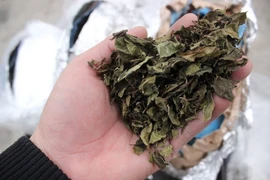 Containers containing Shisha, Khat leaves detected in Hai Phong 