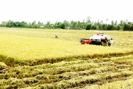 Vietnam uses remote sensing to monitor rice production 