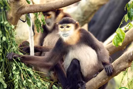 Threatened langur species found in Dong Nai province