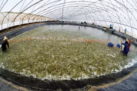 Plan to develop shrimp industry submitted