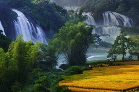 Festival in honour of Vietnam’s widest waterfall