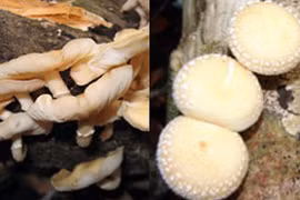New shiitake mushroom species found in Vietnam