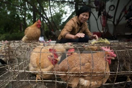 Vietnam proactive to prevent A/H7N9 avian flu