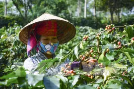Son La coffee geographical indication announced