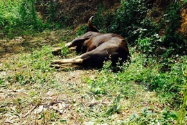 Patrols increased in Chu Mom Ray National Park to protect wildlife