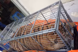 Police break wildlife trafficking ring from Nghe An to Hanoi
