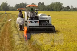 Can Tho develops high-quality large-scale fields
