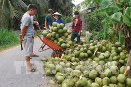Fruit, vegetable exports hit 1 billion USD in 4 months 