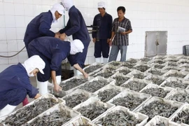 Mekong Delta’s raw shrimp prices soar