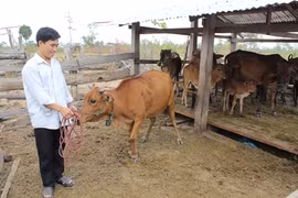 Dak Lak’s policy bank changes life of poor ethnics