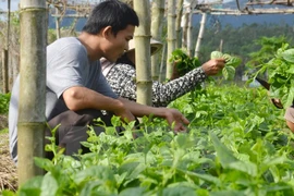 Netherlands seeks agricultural cooperation with HCM City 
