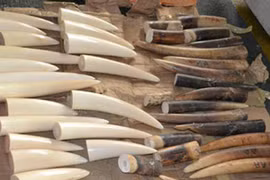 Illegal shipment of ivory intercepted by customs