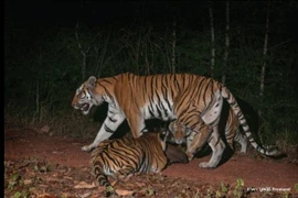 Tigers found in Thai World Natural Heritage Site