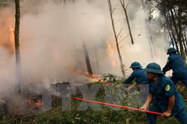 Central Highlands vigilant at forest fires during dry season peak
