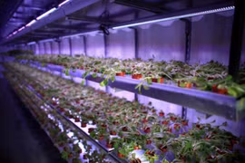 Singapore uses vacant land for urban farms