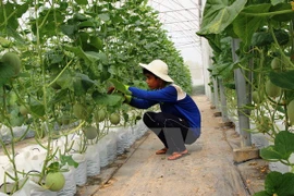 Tay Ninh approves 22 million USD fruit processing factory