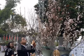 Cherry blossom festival underway in Hanoi