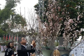 Cherry blossom festival underway in Hanoi