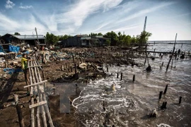 Ca Mau loses nearly 450ha of coastal land each year 