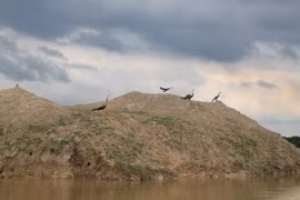  Rare birds, tourists flock to Tram Chim Park