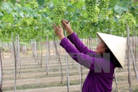 Supply chains need reforms to meet importers’ strict standards