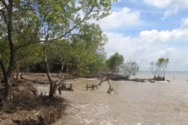 Tien Giang: Erosion worsens in coastal areas