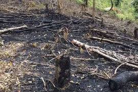 Forests destroyed in northern Dien Bien province