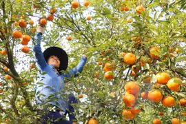 Ministry recognises 28 high-tech agricultural firms 