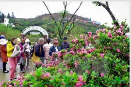 Rhododendron flowers await visitors at festival in Sa Pa