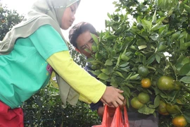 Indonesian gov’t provides 5.5 trillion Rp for local fruit development