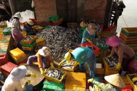 Quang Ngai fishermen enjoy bumper catch ahead of Tet