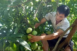 US allows import of VN mangos