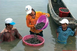  Ba Ria-Vung Tau: Oyster farming brings stable incomes to locals