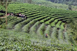 Japanese firm wants to join Vietnam’s tea industry