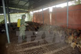 Ha Tinh announces new avian flu A/H5N1 outbreak 