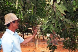 LienVietPostBank funds macadamia growing in Lam Dong 