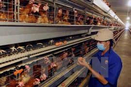 Lang Son rolls out urgent measures against avian flu