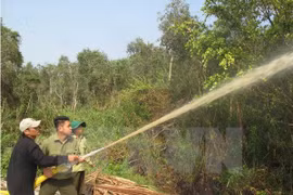 Ca Mau: over 11,000 hectares of forest on red fire alert 