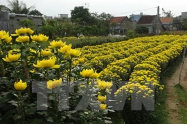 Floods drown Tet hopes of flower growers